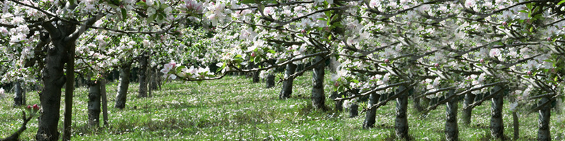 Apple orchard 01